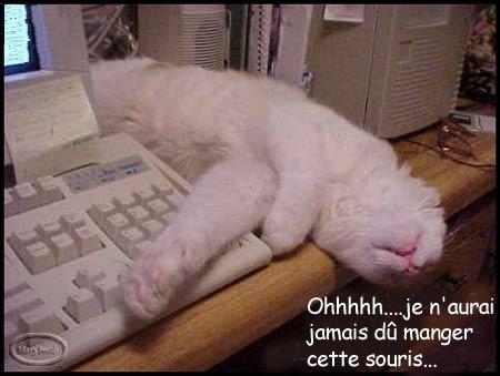 kapoute cat's